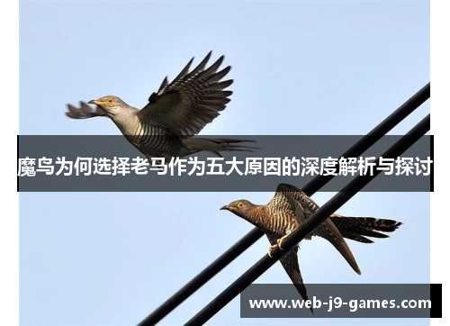 魔鸟为何选择老马作为五大原因的深度解析与探讨